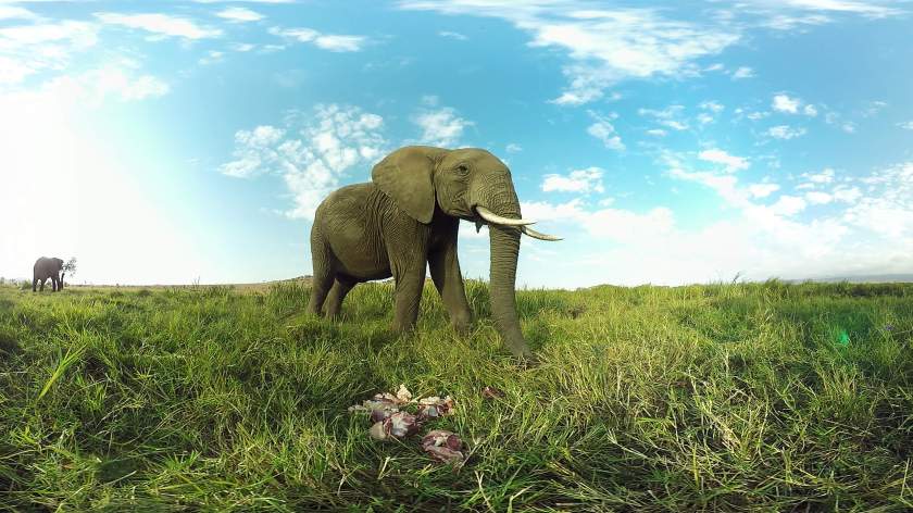 virry vr - wild encounters